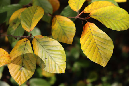 European beech tree with beautiful yellow leaves on sunlight on autumn season. Fagus sylvatica