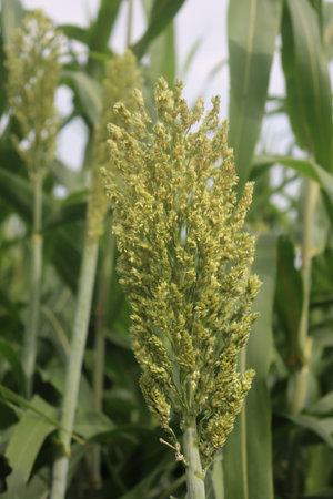 Sorghum plant in the field. Sorghum plants growing in the field