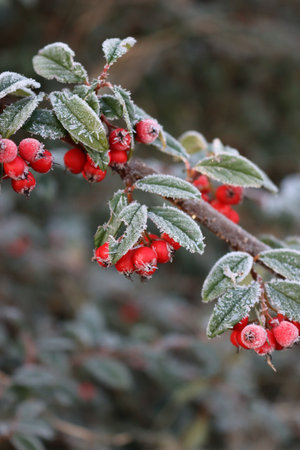 Close-up of frost on Cotoneaster bush with red ripe berries in the garden on winter