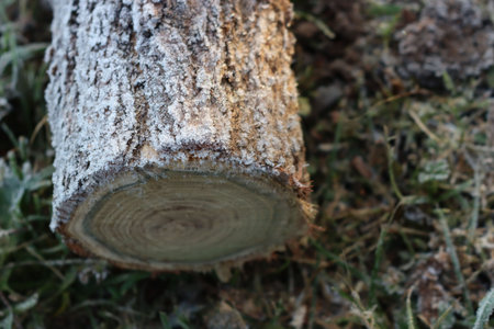 Cut tree trunk covered with frost on winter season in the garden
