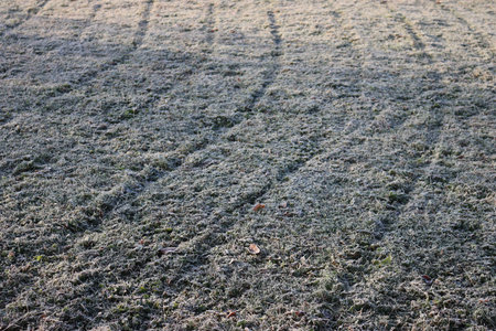 Frost on freshly cut green grass in the garden on winter seasonの写真素材