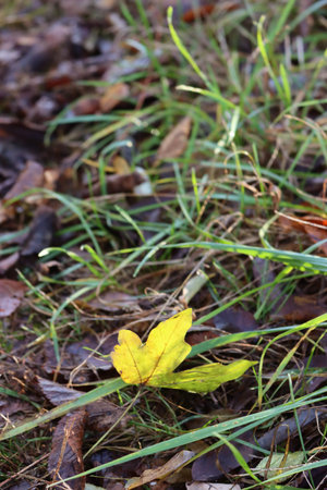 Freshly fallen yellow leaf in the garden. Autumn background