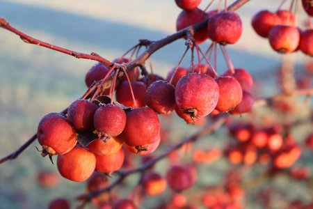 Frost on small red apples on branch in the winter garden, Winter background with selective focusの写真素材