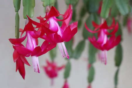 Christmas cactus with beautiful pink flowers. Close-up of Schlumbergera plant in bloomの写真素材