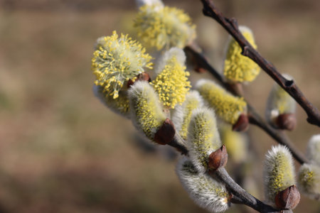Close-up of Goat Willow or Salix caprea tree with yellow flowers on early springtime