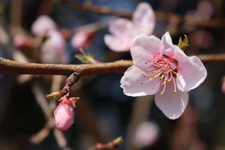 Pink Peach flowers on branch. Peach tree in bloom in springtime. Prunus persicaの写真素材