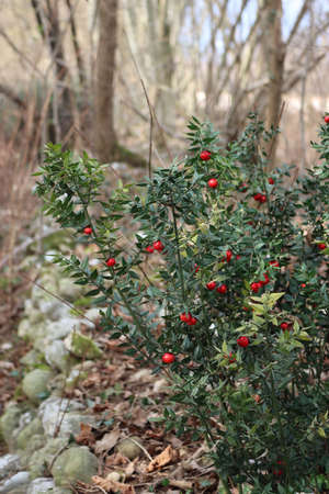 Butcher's Broom bush with ripe red berries. Ruscus aculeatus shrub in the forestの写真素材