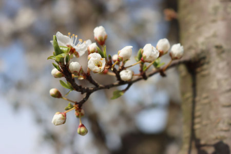 Prunus spinosa branch in bloom on springtime. Blackthorn tree with beautiful white flowers on a...