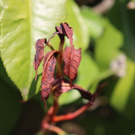 Photinia red new leaves on bush damaged by frost on early springtime. Photinia x fraseriの写真素材