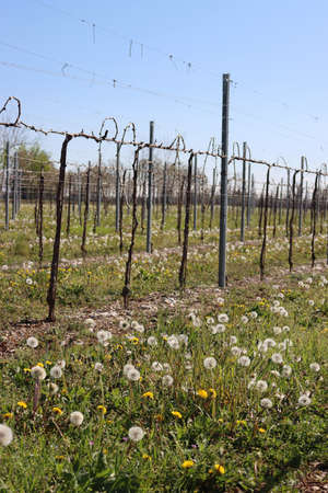 Vine plants growing in the vineyard in the countryside with dandelion in bloom. Vitis vinifera cultivation in northern Italy on early springtimeの写真素材