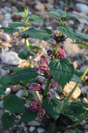 False nettles in bloom on springitme with many pink flowers. Lamium maculatum