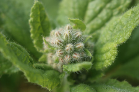 Borage blossoms close up. Borago officinalis plant in the garden