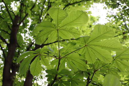 Chestnut tree on springtime with new fresh green leaves on branches. Aesculus hippocastanum