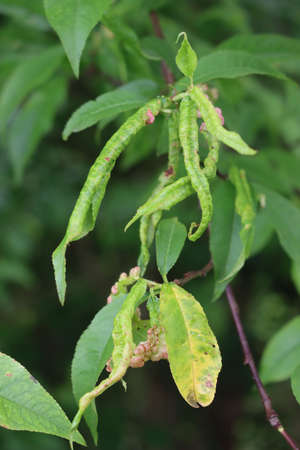 Disease on Peach tree. Close-up of pink galls on green leaves. Peach leaf curl or Taphrina rheumatoideの写真素材