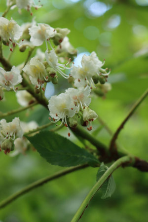 Close-up of Chestnut tree on springtime with white flowers on branches. Aesculus hippocastanum in bloomの写真素材