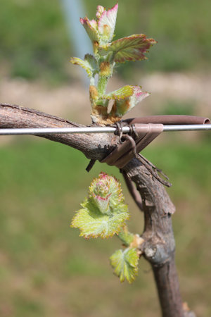 Close-up of young fresh Vine plants growing in the vineyard in countryside on a sunny day. Vitis...