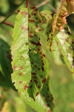 Red spotted cherry leaves on branch with disease in the orchard. Prunus avium tree with illness on a...