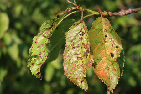 Red spotted cherry leaves on branch with disease in the orchard. Prunus avium tree with illness on a sunny dayの写真素材