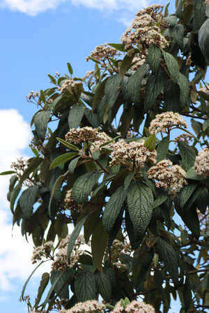 Viburnum rhytidophyllum tree in bloom in the garden. Viburnum bush with white flowers against blue skyの写真素材