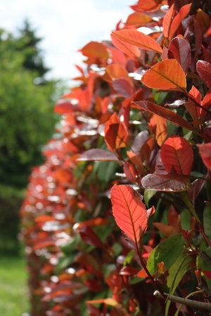 Red Robin Photinia hedge against sunlight. Photinia x fraseri in the garden on springtime
