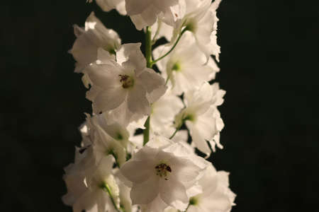 Close-up of white Delphinium flowers on plant on summer in the gardenの写真素材