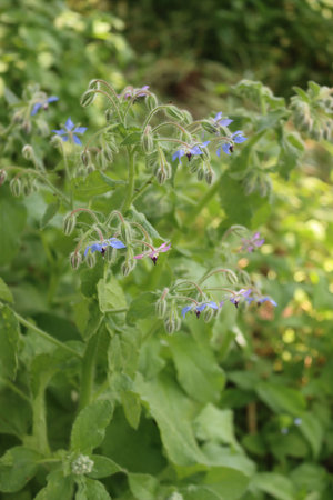 Borage in bloom with many blue flowers on summer. Borago officinalis in the garden