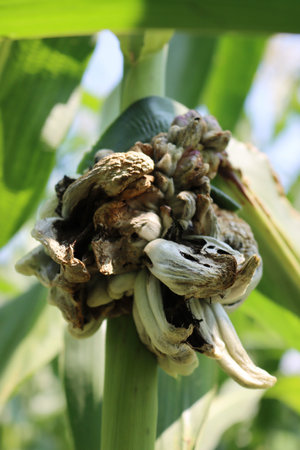 Corn smut. Ustilago maydis disease on corn plant in the field. Fungal disease on a corn cob