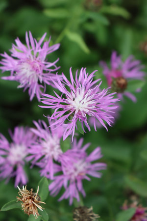 Pink or purple flowers of Centaurea phrygia, also called Wig knapweed in the meadow on a summer day