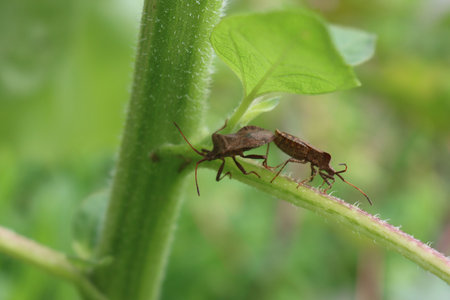 Two Dock bug insects are mating on a green Sunflower plant on summer. Coreus marginatus
