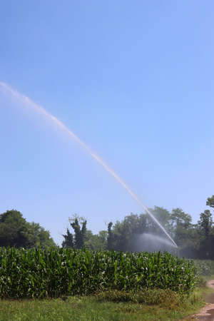 Agricultural irrigation system watering green corn field on sunny summer day against ble sky in the northern italian countrysideの写真素材