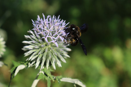 Xylocopa violacea on blue Echinops ritro flower. Violet carpenter bee on blue globe thistles plants