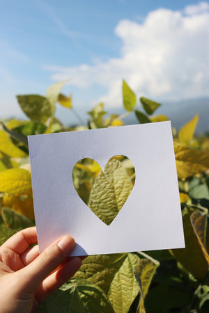 Cut white paper in shape of heart against yellow and green soybean field on late summer on a sunny day hold by female hand. I love agricultureの写真素材