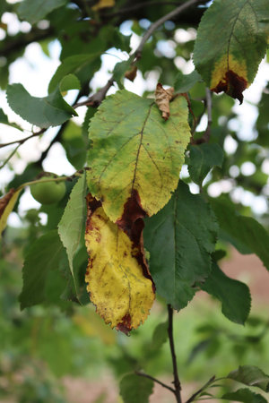 Apple tree green and yellow leaves with brown dry spots a damaged by drought in the orchard. Malus...