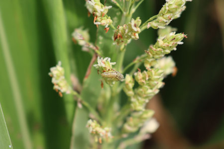 Close-up of green Armyworm moth larva on Sorghum plant in the field. Spotodera from Noctuidae family