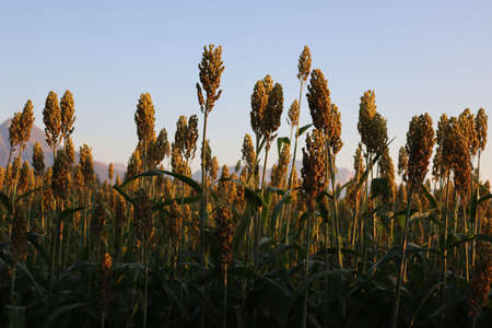 Sorghum or millet plants in the field at dawn. Sorghum agricultural cultivation in northern Italyの写真素材