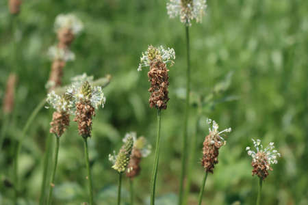 Lanceolata or ribworth plantain herb in bloom in the meadow. Close-up of Plantago lanceolata on summerの写真素材
