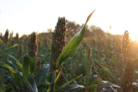 Sorghum or millet plants in the field at dawn. Sorghum agricultural cultivation in northern Italyの写真素材