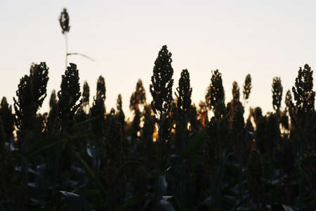 Sorghum or millet plantsin backlight in the field at sunset. Sorghum agricultural cultivation in northern Italyの写真素材