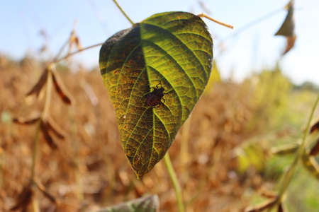 Brown marmorated shield bugs on a yellow soybean leaf in the field. Halyomorpha halys insect infestationの写真素材