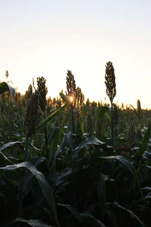 Sorghum or millet plantsin backlight in the field at sunset. Sorghum agricultural cultivation in northern Italyの写真素材