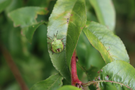 Green shield bug on Rose leaves. Young Nezara viridula insect on Rose bush in the garden
