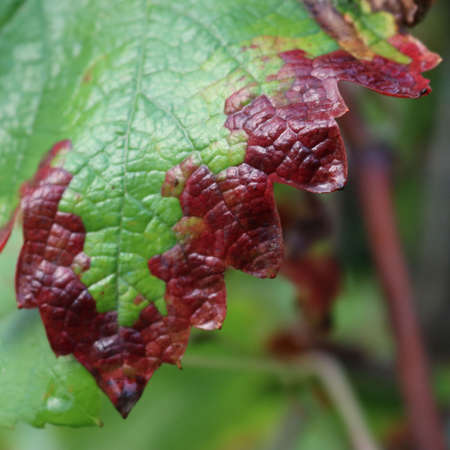 Close-up of red and green Vine leaf in the vineyard on autumn season. Vitis vinifera cultivationの写真素材