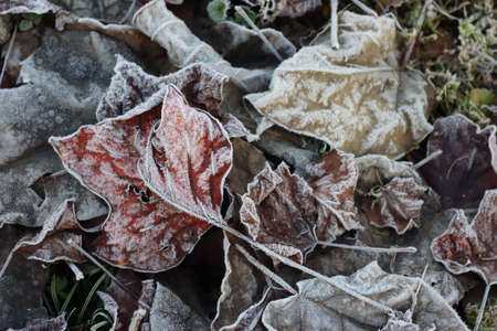 Various leaves covered by frost on winter season in the garden. Winter background on selective focusの写真素材