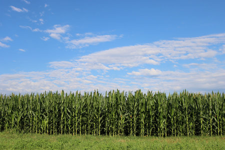 Green corn field on summer season against blue sky on a sunny day. Zea mays or corn cultivation