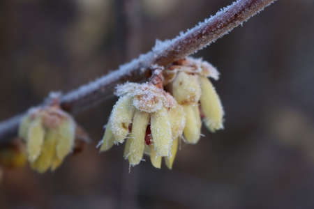 Frost on flowering Chimonanthus praecox or Calycanthus in the garden. Wintersweet bush with yellow flowers on winterの写真素材