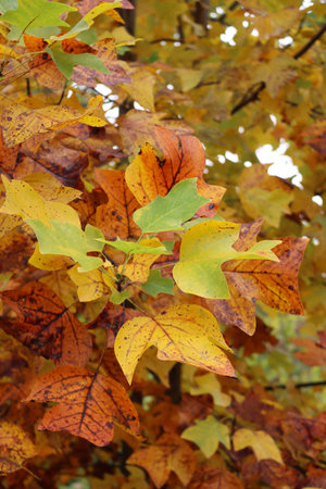 Yellow and orange leaves of Tulip tree in the garden on autumn. Liriodendron tulipifera. Autumn...