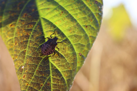 Brown marmorated shield bug on a yellow soybean leaf in the field. Halyomorpha halys insect infestationの写真素材