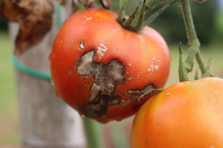 Downy mildew on red ripe tomatoes growing on plant. Tomato plant with disease in the vegetable garden. Peronosporaceae familyの写真素材