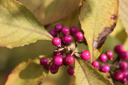 Close-up of ripe purple berries on Beautyberry branch. Callicarpa bodinieri bush on autumn seasonの写真素材