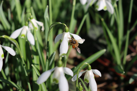 Close-up of Honey bee on a Snowdrop flower on sprintime. Apis mellifera on Galanthus nivalis